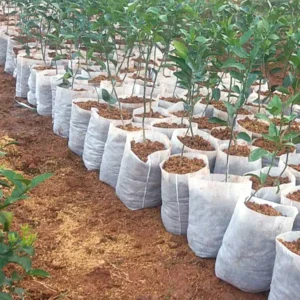 Plant Grow Bags Seedling 1